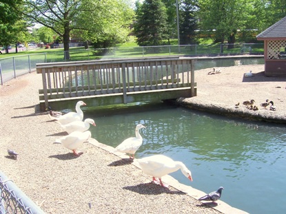 Leeper Park Duck Pond in South Bend, Indiana