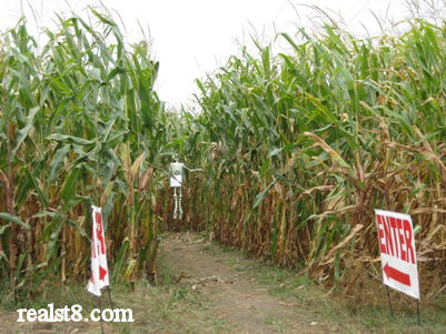 Cornfield Maze