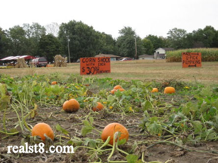 U Pick Pumpkins